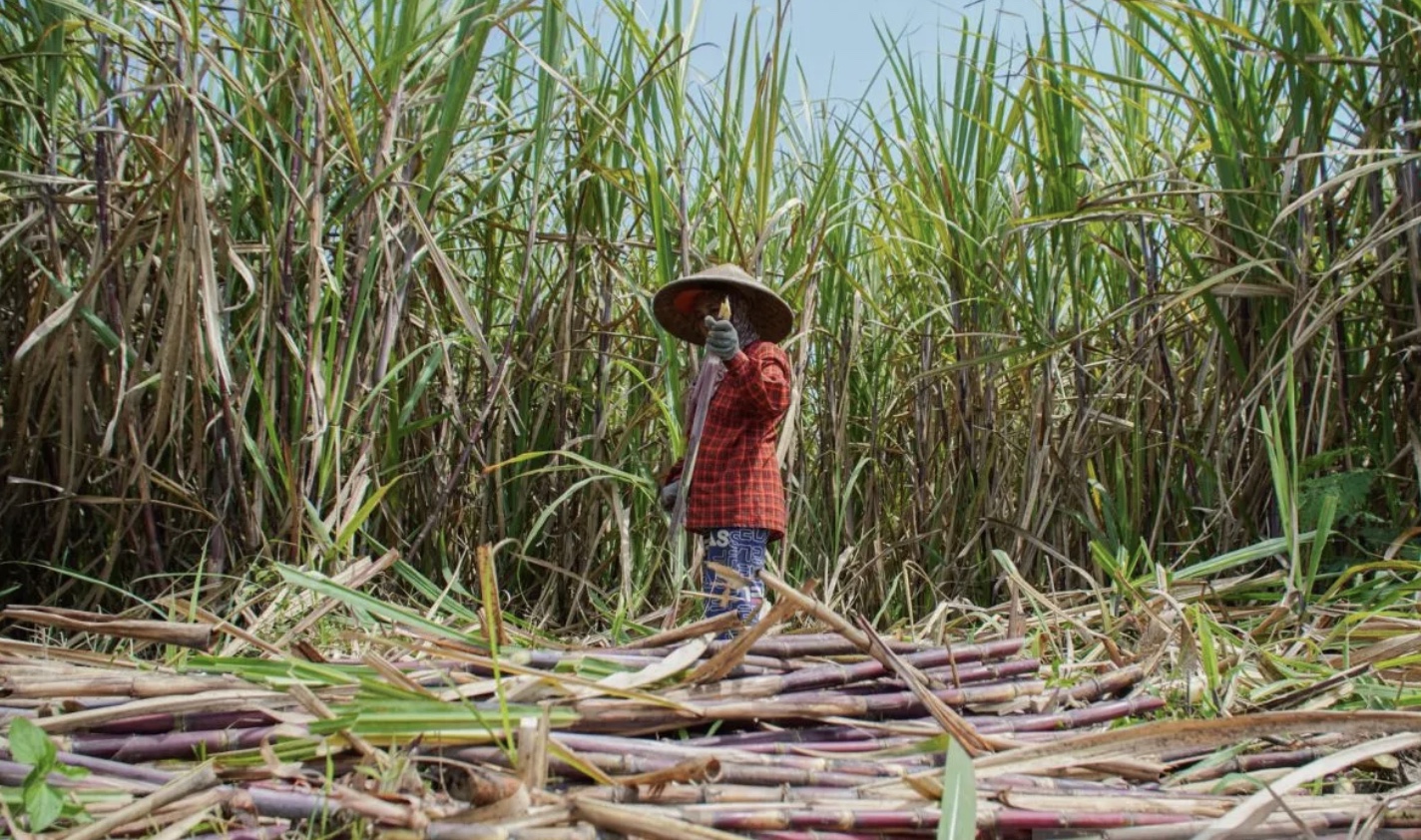 Chính sách quản lý mặt hàng Đường của Indonesia