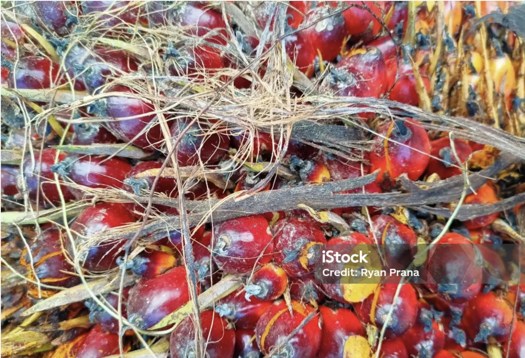 Sản lượng trì trệ trong 5 năm qua ảnh hưởng tới xuất khẩu dầu cọ của Indonesia