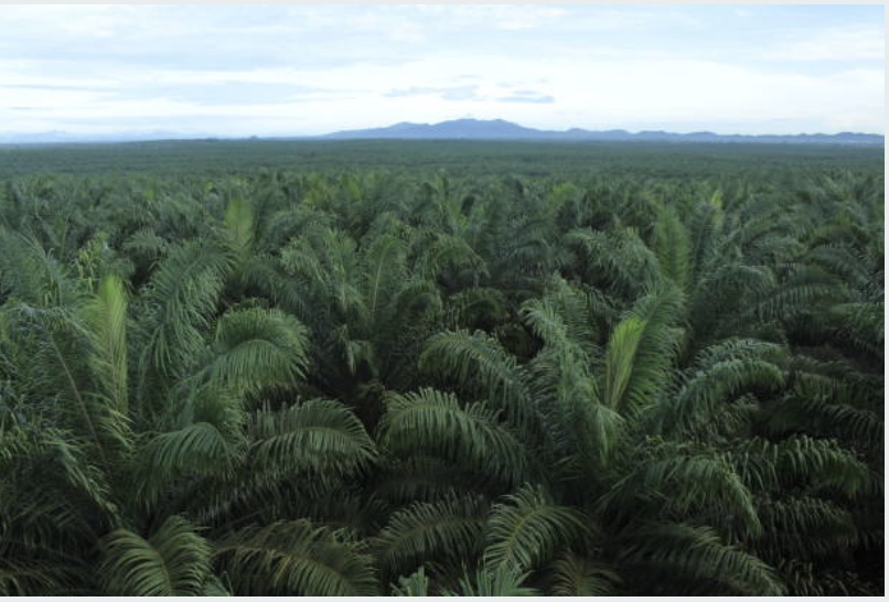 Báo cáo ngành hàng dầu cọ Indonesia
