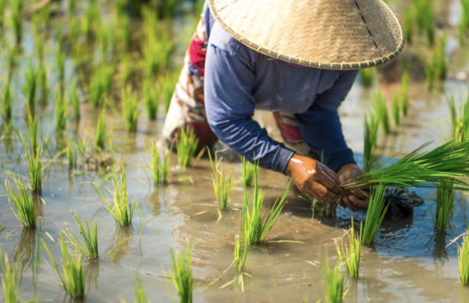 Giá gạo tại Indonesia có nguy cơ tăng cao do hiện tượng El Nino siêu mạnh hay còn gọi là 